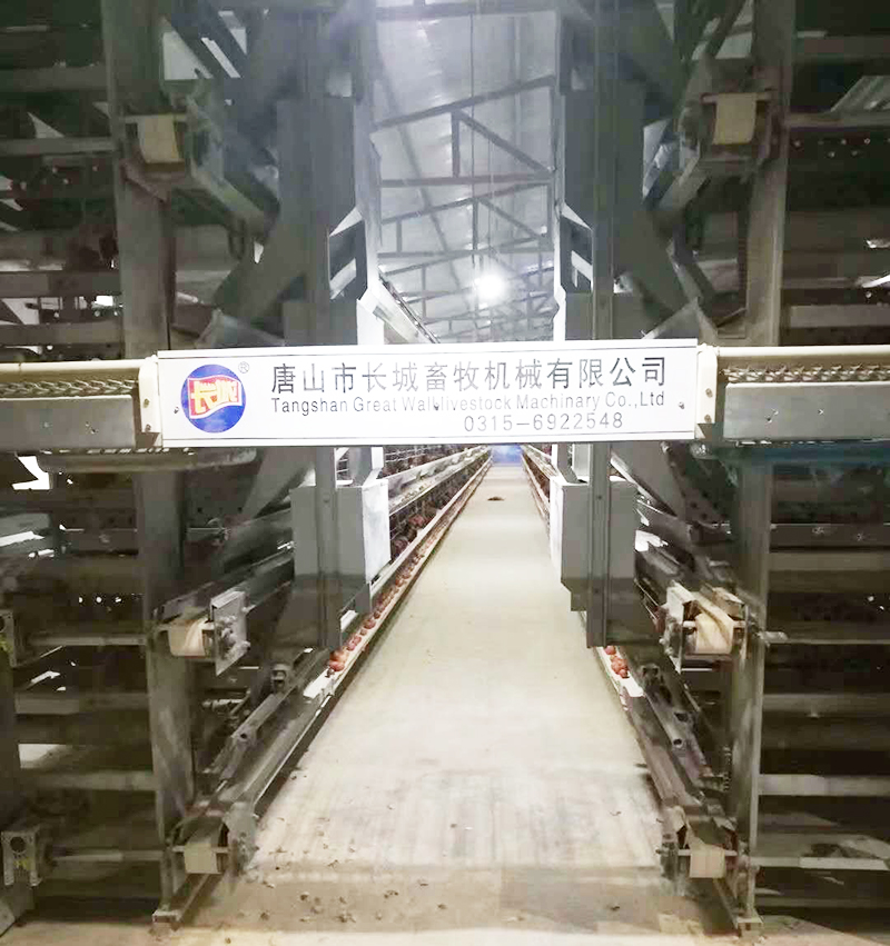 如果您想用自动化设备养蛋鸡，，，，，，哪些蛋鸡设备是必不可少的？？？？？