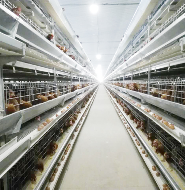 使用全自动养鸡设备养鸡用什么饲料好？？？？？？？？